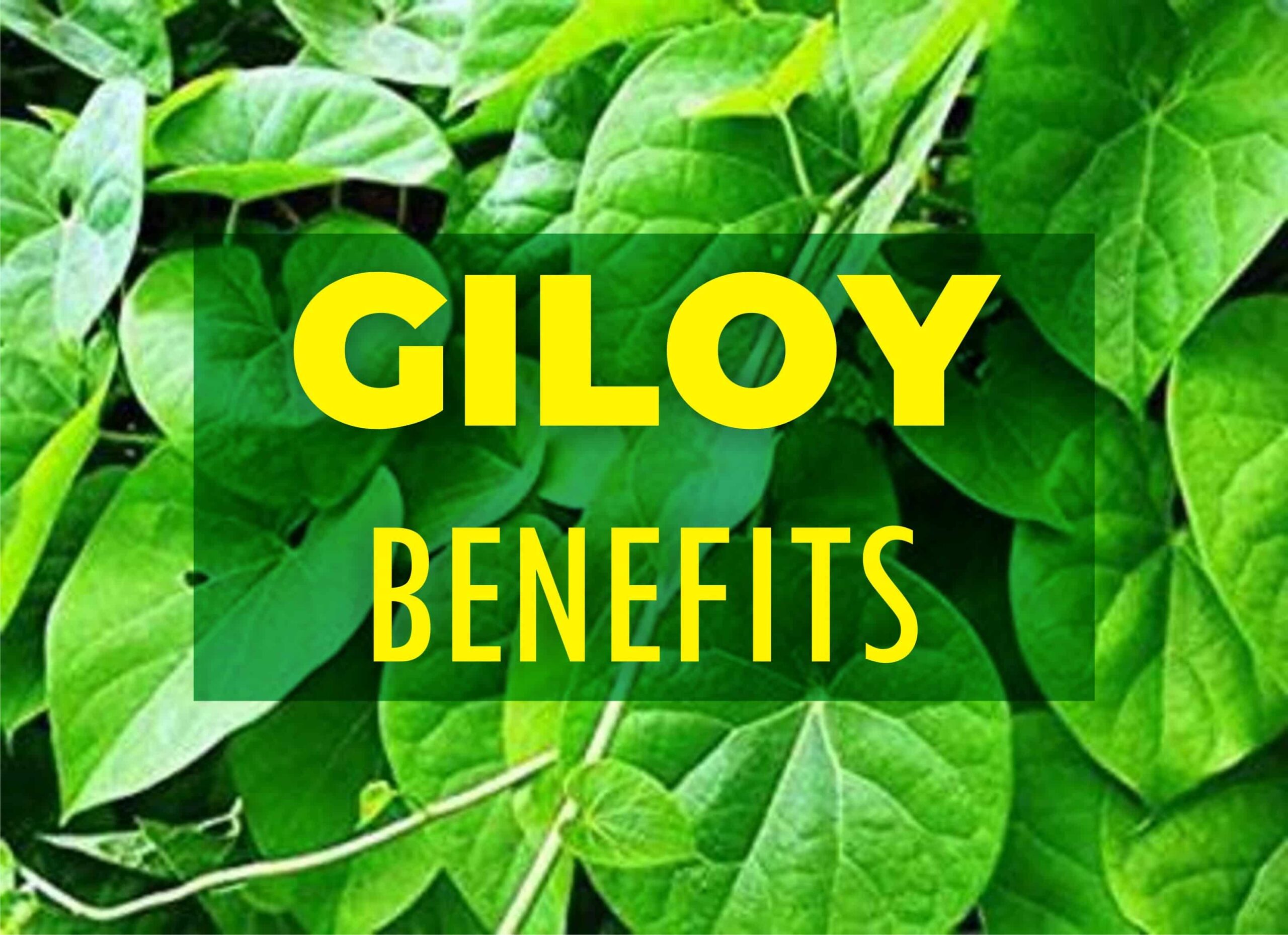 Giloy Benefits